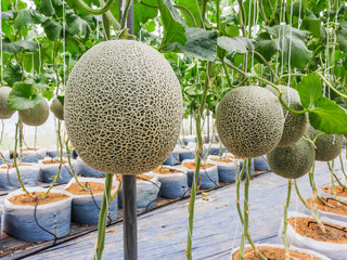 Cantaloupe melons growing in a greenhouse supported by string me