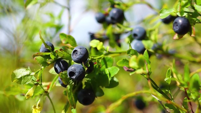 Natural blueberries on bush
