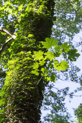 Common Ivy Growing on Tree