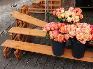 Orangefarbene und pfirsichfarbene Rosen auf alten Holzbänken am Blumenstand auf dem Wochenmarkt in Gießen an der Lahn in Hessen