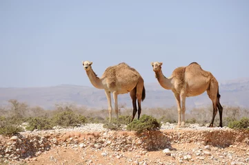 Crédence de cuisine en plexiglas Chameau Two camels in the prairie of Socotra island, Yemen