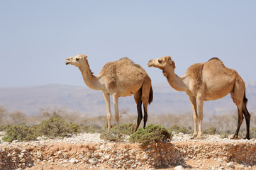 Two camels in the prairie of Socotra island, Yemen