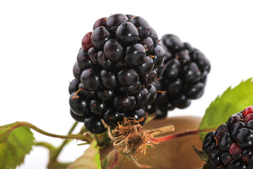 Blackberry fruit