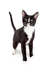 Crédence de cuisine en verre imprimé Chat Attentive Black and White Young Cat