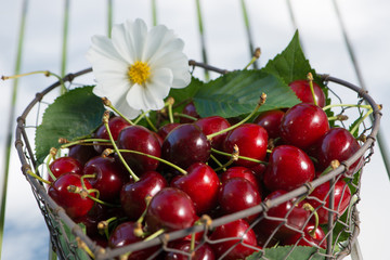 Kirschen im Herzkorb