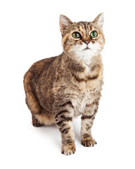 Brown Tabby Cat Isolated on White