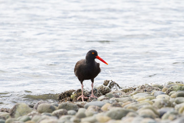 Black Oystercatcher