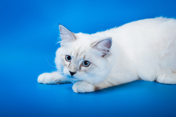 Fototapeta premium Neva masquerade kitten on blue background