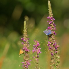 Blue butterfly on the plant feeding