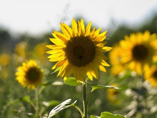 Sunflowers plants in the extensive farm field