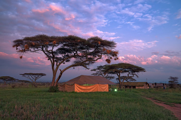Safari tented camp in savannah - obrazy, fototapety, plakaty