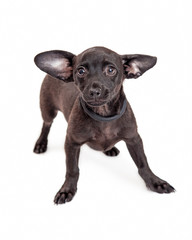 Chihuahua Mixed Breed Dog with Black Coat