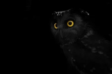 Papier Peint photo autocollant Hibou big eyed owl, staring owl 