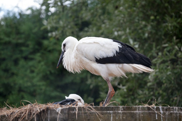 White stork baby birds in a nest,  Ciconia ciconia 