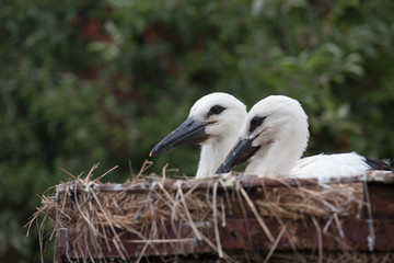 White stork baby birds in a nest,  Ciconia ciconia 