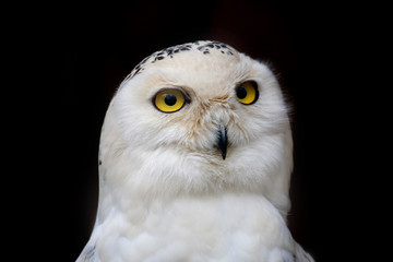 Fototapeta premium big eyed owl, staring owl 