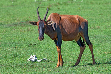 Topi antelope in savannah