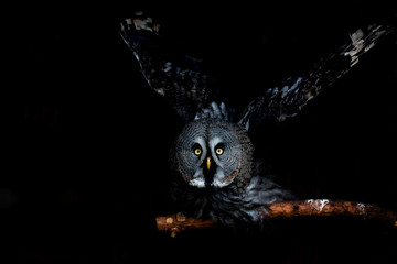 Naklejka premium big eyed owl, staring owl 