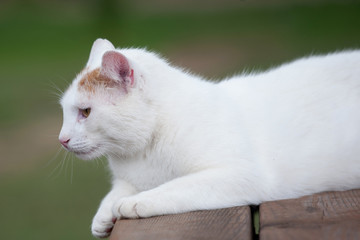Kot albinos,  biały kot 
 - obrazy, fototapety, plakaty