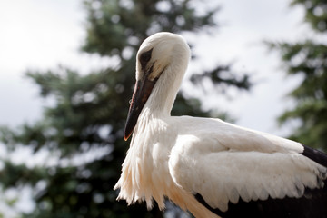 White stork baby birds in a nest,  Ciconia ciconia 