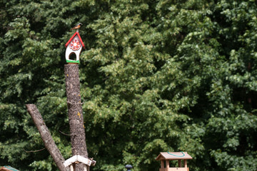 ptasi domek, budka dla ptaków    © wip-studio