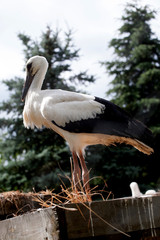 White stork baby birds in a nest,  Ciconia ciconia 