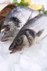 Fresh fishes with lemon on ice background