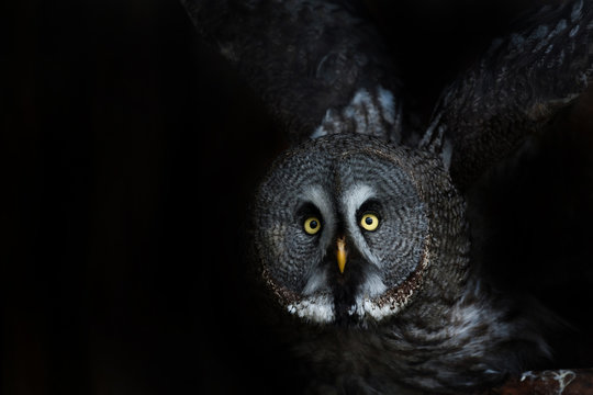 big eyed owl, staring owl  