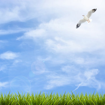 Grass grass under blue sky, clouds and bird