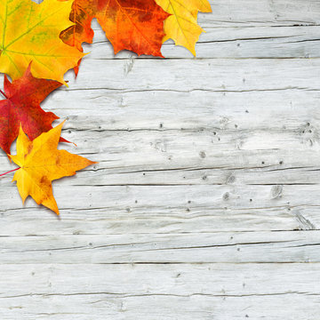 Bunte Ahornblätter auf altem Holz, grunge, Herbstfarben, plakativer Hintergrund für Poster