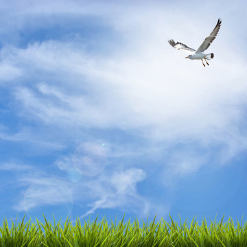 Grass grass under blue sky, clouds and bird