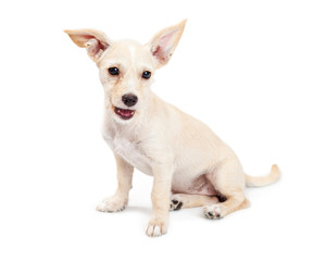 Friendly and Happy Chihuahua Crossbreed Puppy