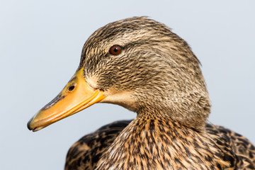 Mallard Duck