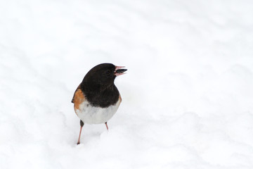 Dark-eyed Junco