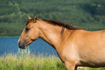 Horses near lake in Urals, Bashkortostan, Russia