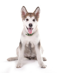Cute Malamute puppy sitting isolated on white