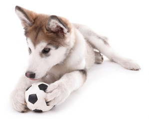 Cute Malamute puppy playing with ball isolated on white