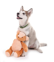 Cute Malamute puppy sitting with teddy bear isolated on white
