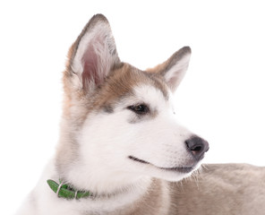 Portrait of Malamute puppy isolated on white