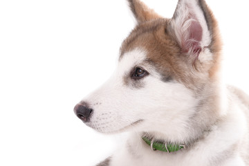 Portrait of Malamute puppy isolated on white