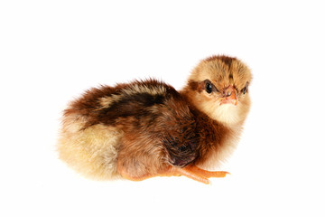 Newly hatched little chicken of theæight sussex race.