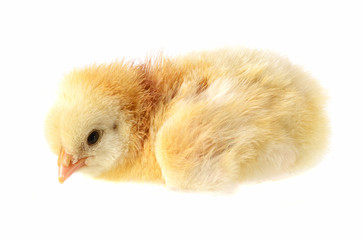 Newly hatched little chicken of the light sussex race.