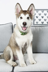 Cute Alaskan Malamute puppy on sofa, close up
