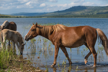 Horses near lake in Urals, Bashkortostan, Russia