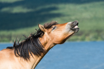 Horse smiling near lake in Urals, Bashkortostan, Russia (focus is on the harness)