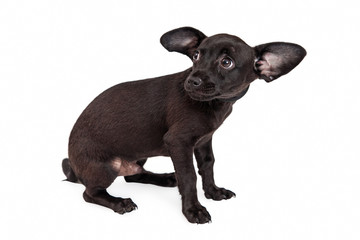 Scared Little Black Chihuahua Puppy