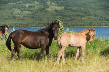 Fototapeta premium Horse wrangle near lake in Urals, Bashkortostan, Russia