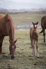 Fototapeta premium Pony and Mother