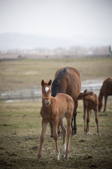 Fototapeta premium Pony and Mother