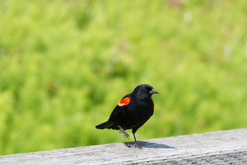 Red-winged Blackbird